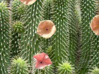 Weight loss. Hoodia - planta increíble para la pérdida del peso.